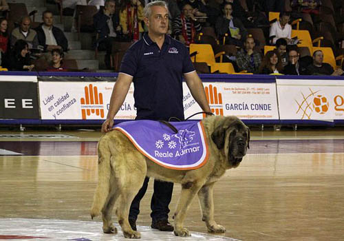 LLIBLA, el nombre elegido para la mascota del Reale Ademar 
